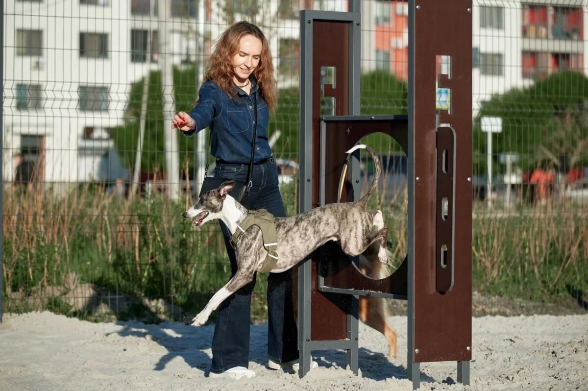    У озера на Муравленко открылась новая площадка для собак