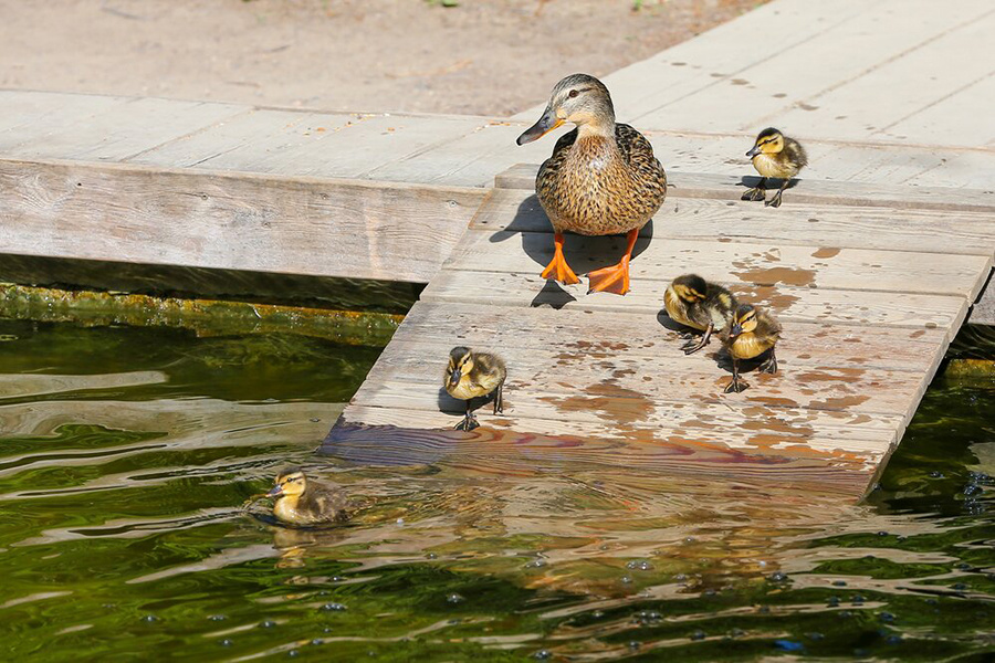    ©Агентство городских новостей "Москва"