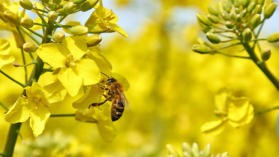 О горчице и горчичном мёде