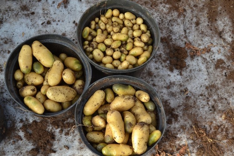    Летом в Новгородской области откроется первый в регионе селекционно-семеноводческий центр по картофелю