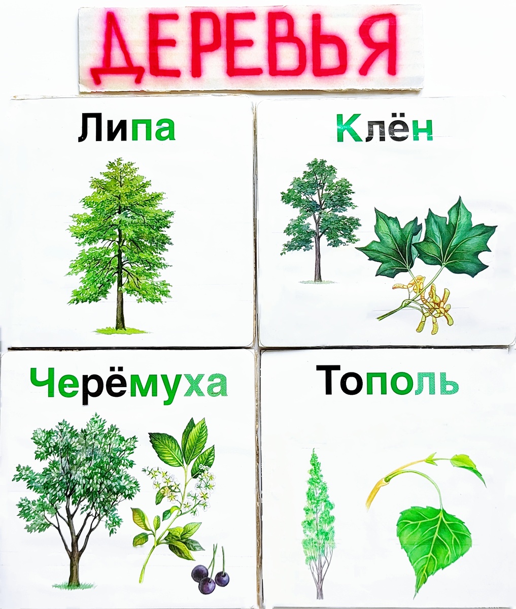 Обычные деревья