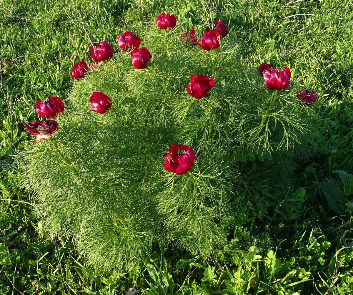 Фото: пион тонколистный, он же - узколистный