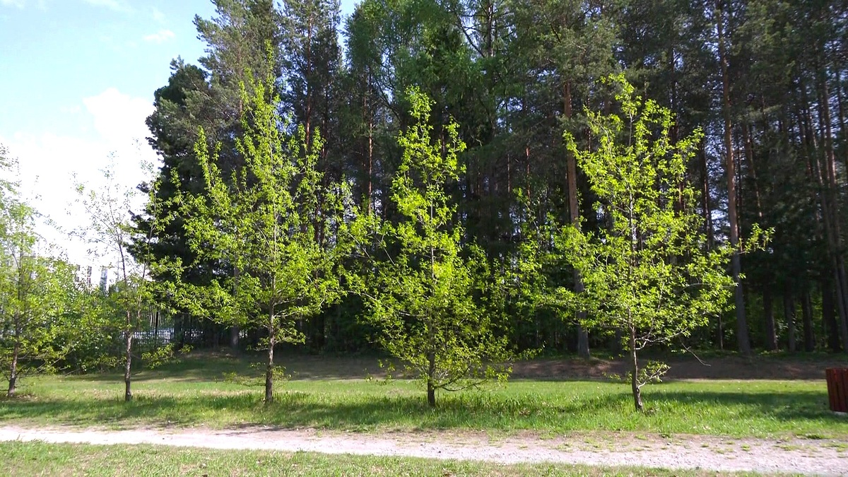    Этого события ждали четверть века - в центре Сургута высадили дубы