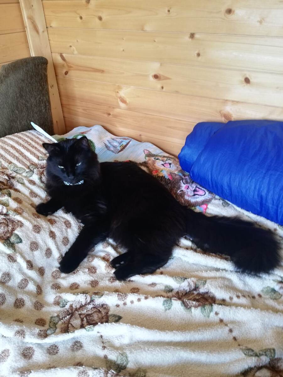 Так спит Ики, самый пожилой котик, ему 11 лет.