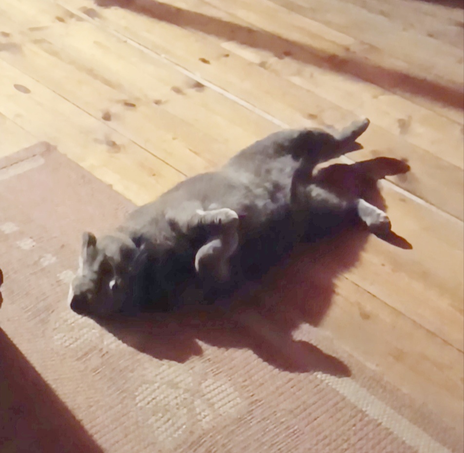 Так проходит полуденный сон у хозяина дома -  Бакса. Его любимая поза.