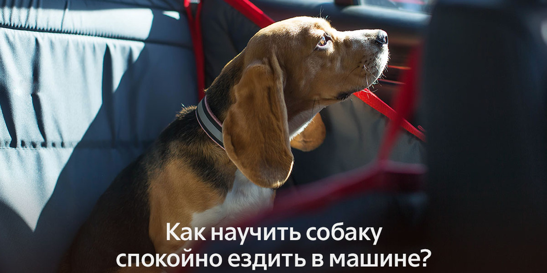 Как научить собаку спокойно ездить в машине