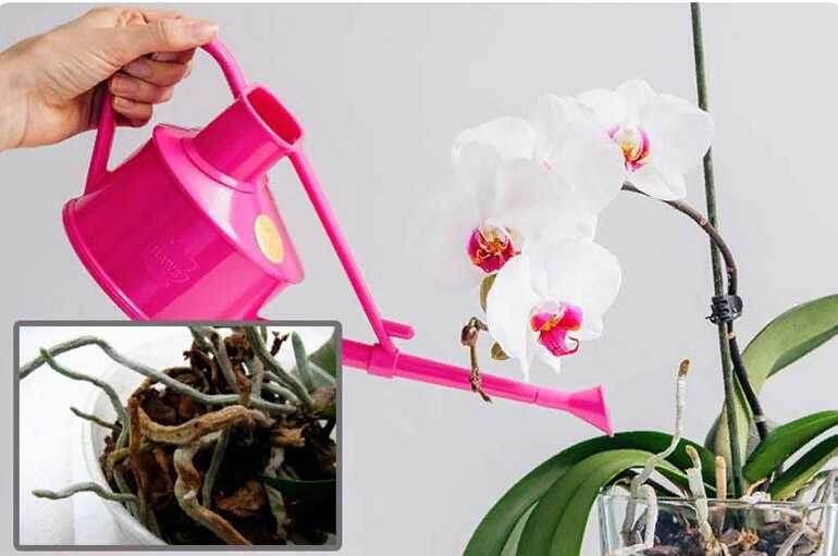 Полив орхидеи