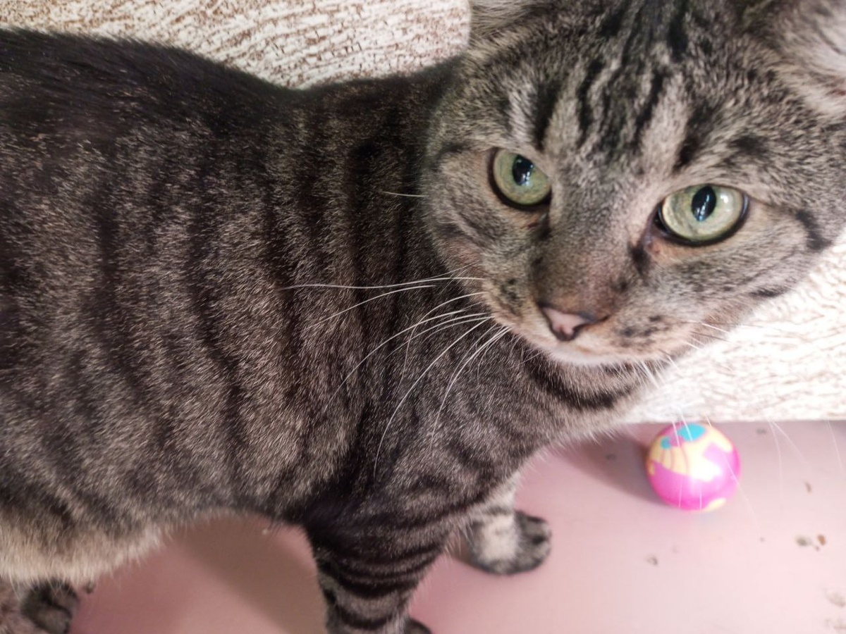  Играй с мячиком, не играй - курдюк на месте!