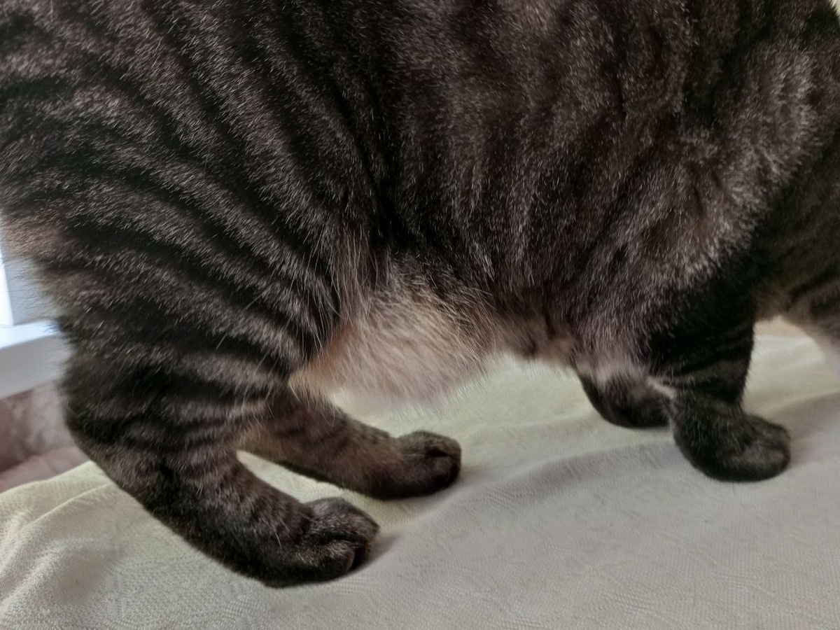  Вото он, примордиальный мешок Барса