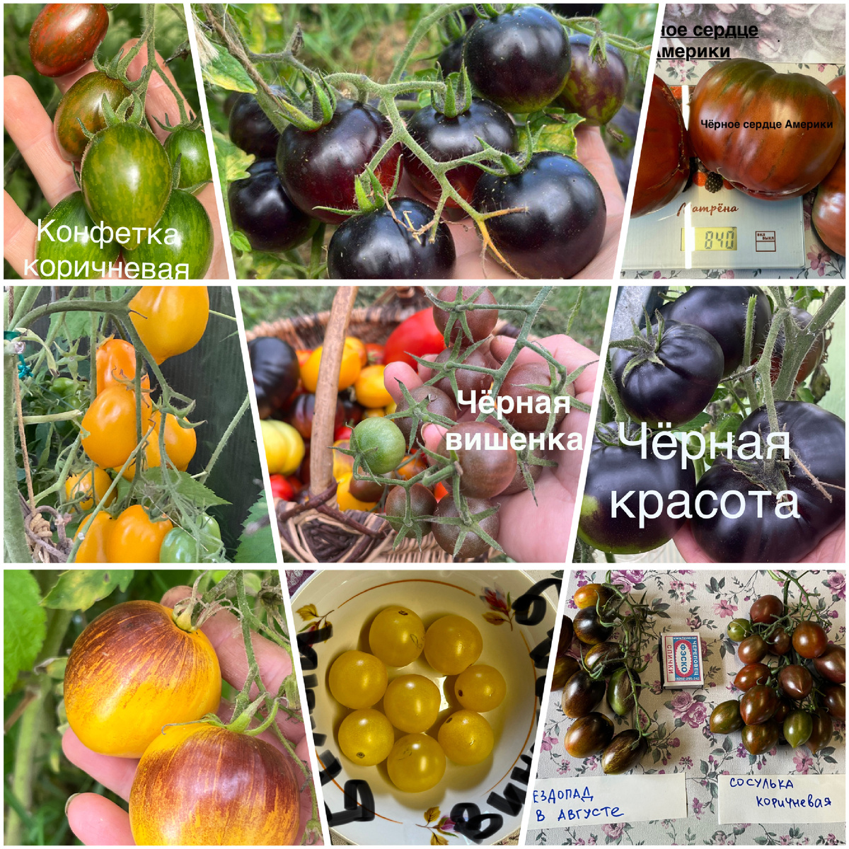 Разные сорта моих томатов.(моё фото)