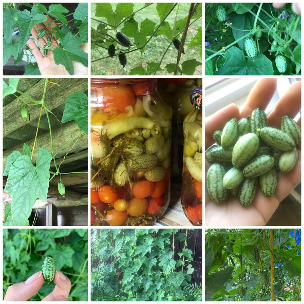 Мелотрия(фото моё)