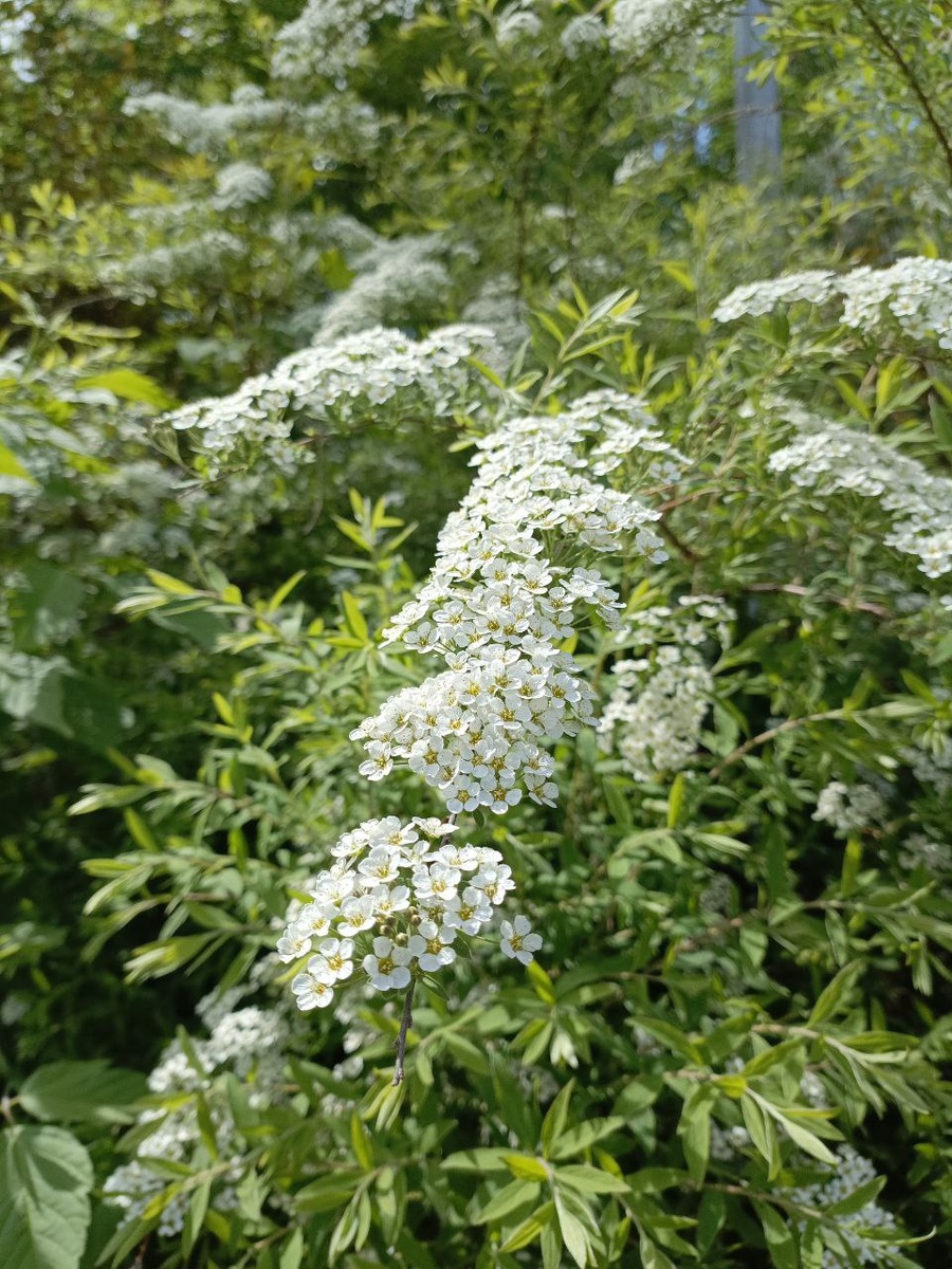 Кто знает, что это? Но цвело красиво!