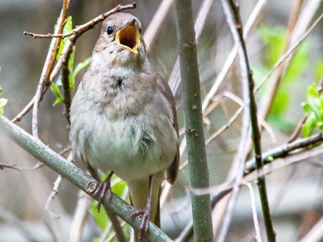    Фото: пресс-служба департамента природопользования и охраны окружающей среды города Москвы