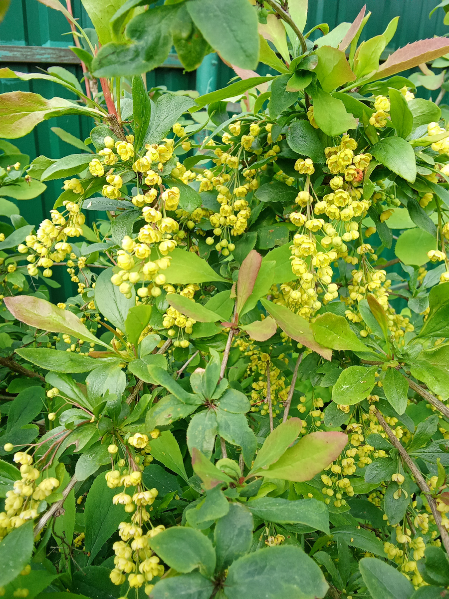 Барбарис цветет