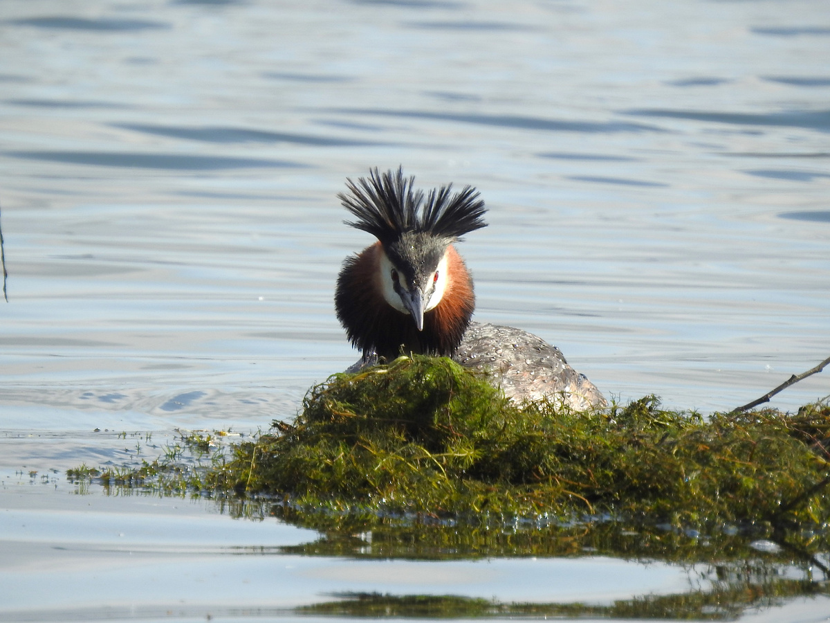 Чомга на гнезде, фото автора
