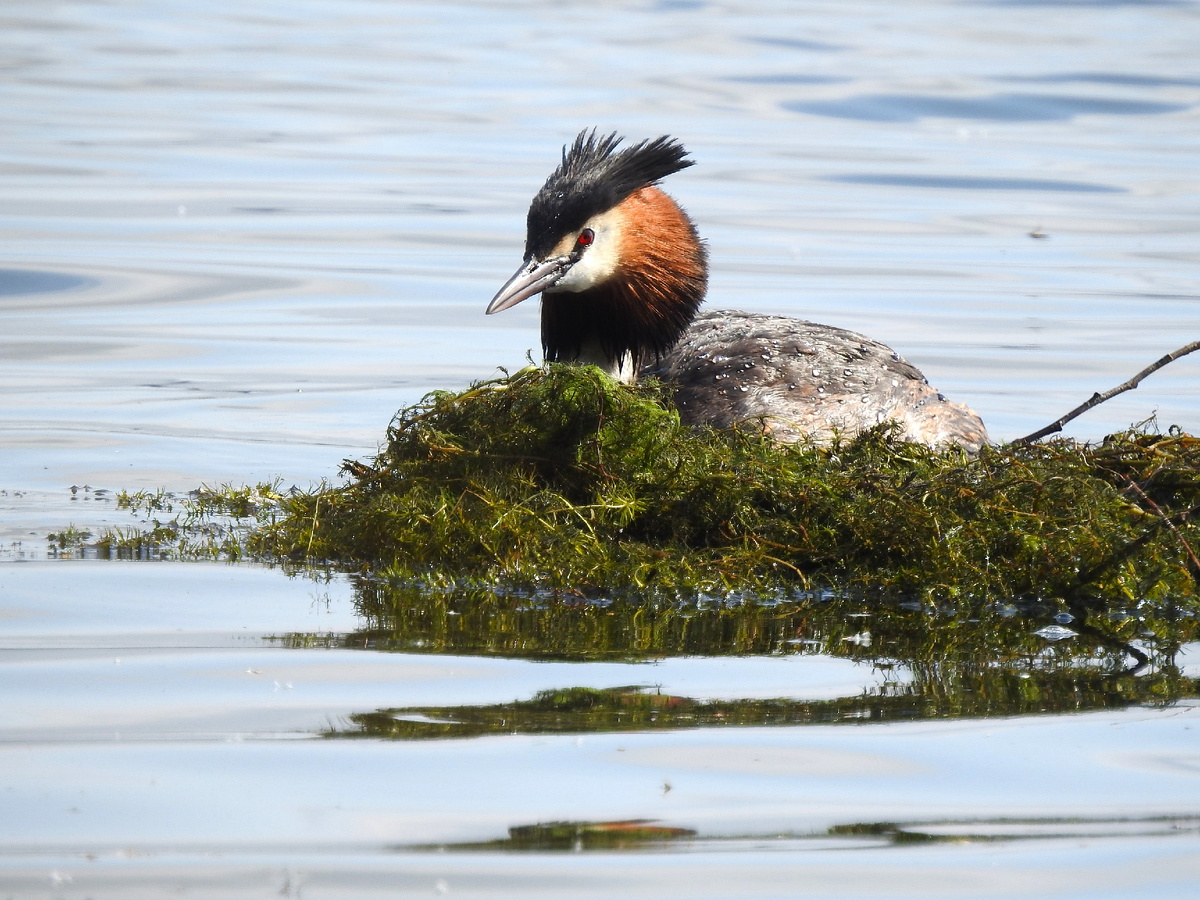 Чомга на гнезде, фото автора