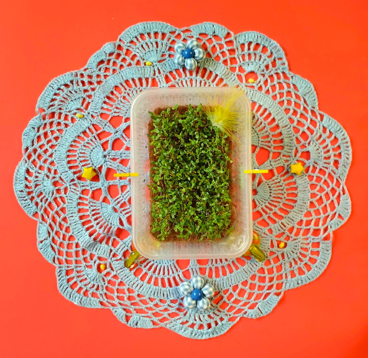 Люцерна, выращенная на джуте.