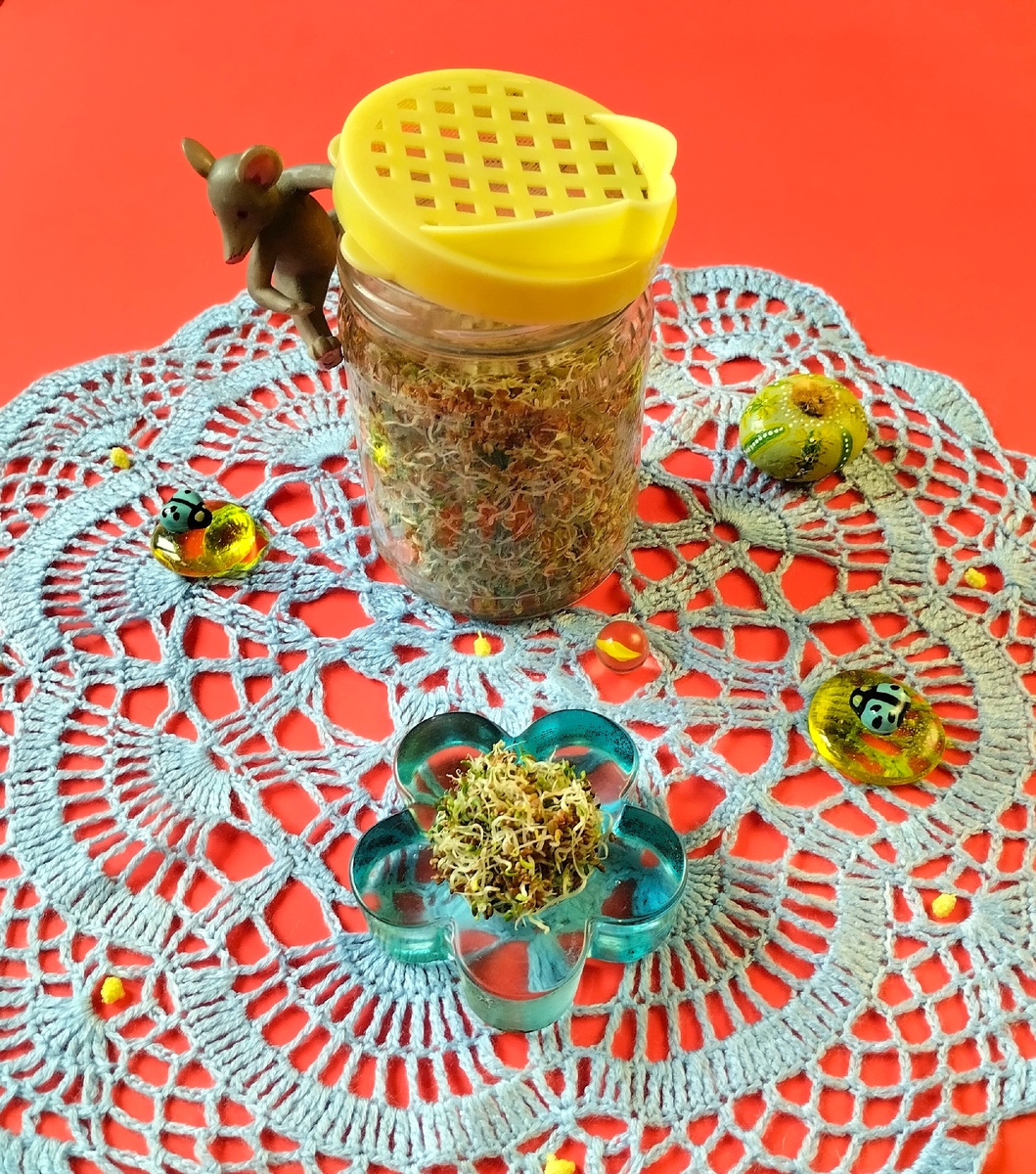 Проростки люцерны на третий день. Зеленых листочков пока мало.