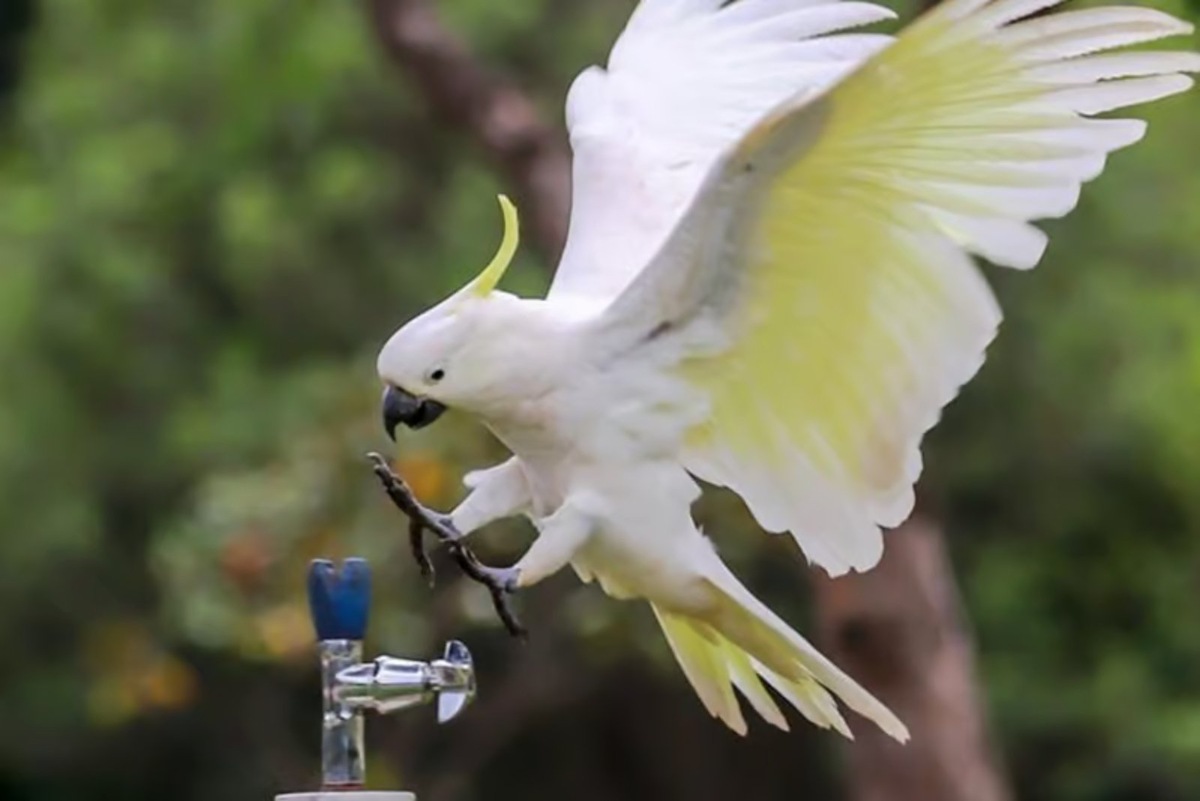    Какаду приземляется на кран с водой