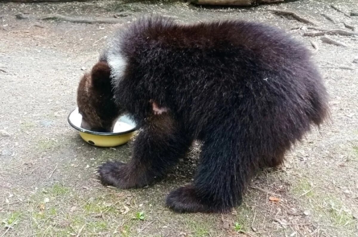    Сейчас медвежата ещё «молочные», им без родителей в лесу не выжить.