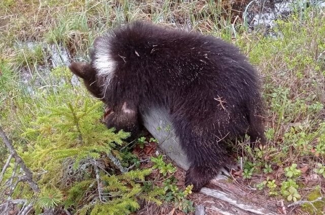    Фото: АиФ/ Марина Бедорфас