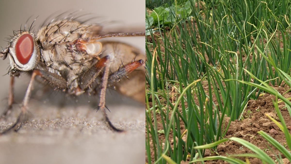Вот так выглядел мой лук после атаки луковой мухи