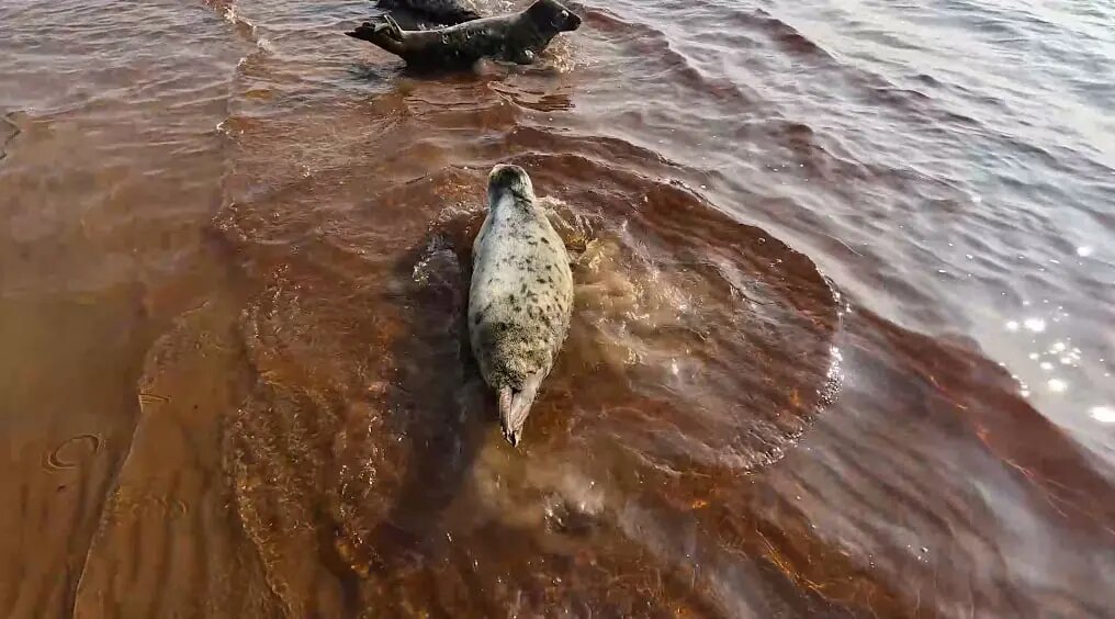    Фото: скриншот из видео пресс-службы ГУП «Водоканал Санкт-Петербурга»