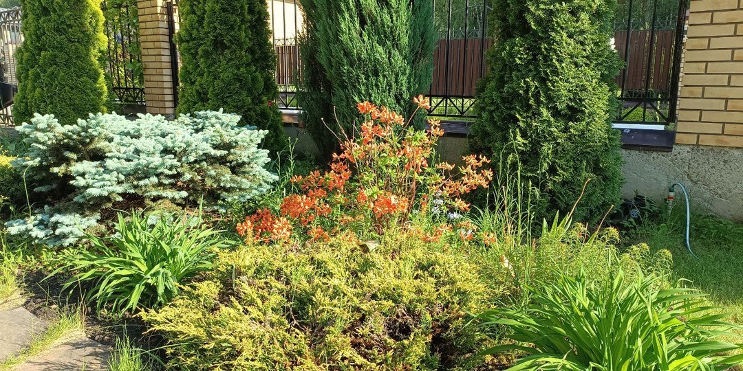 Листопадные рододендроны