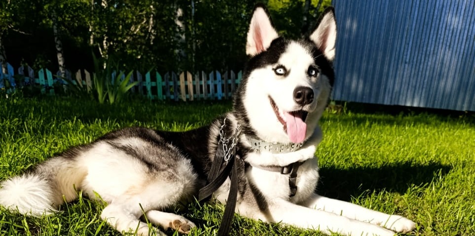 ХОЧУ ЗАВЕСТИ СЕБЕ ХАСКИ ,СТОИТ ЛИ???