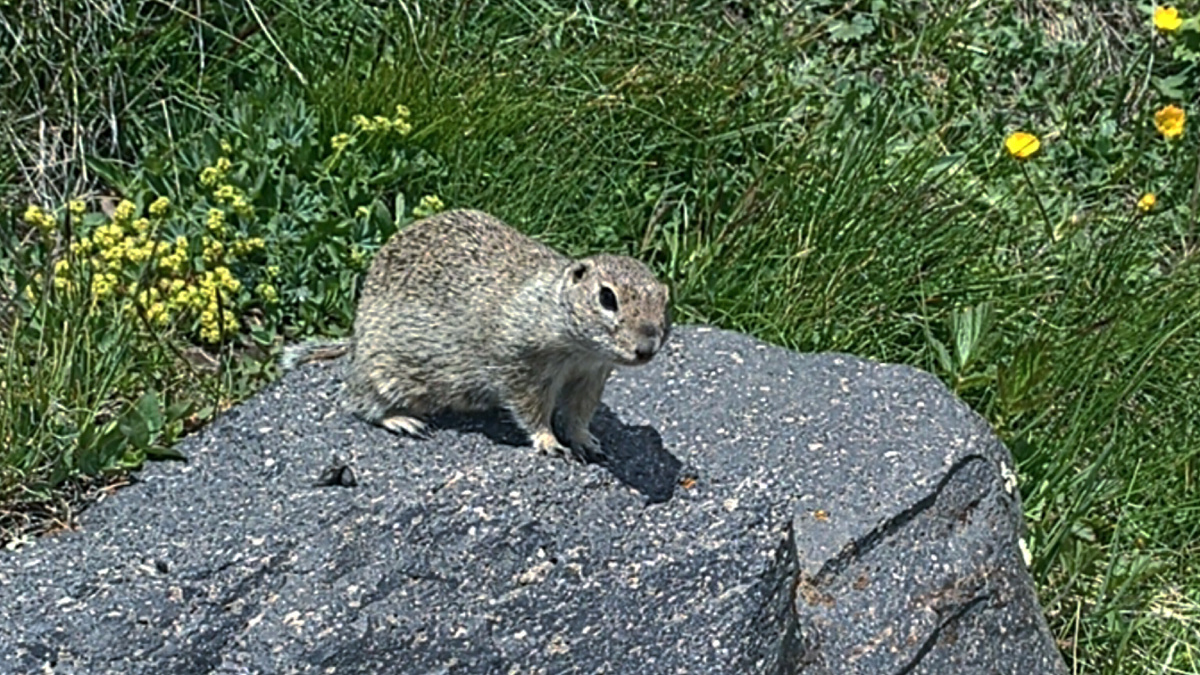 Суслики - такие крошки. Мы предполагали, что они покрупнее будут. Джилы-Су 2025 г. 
