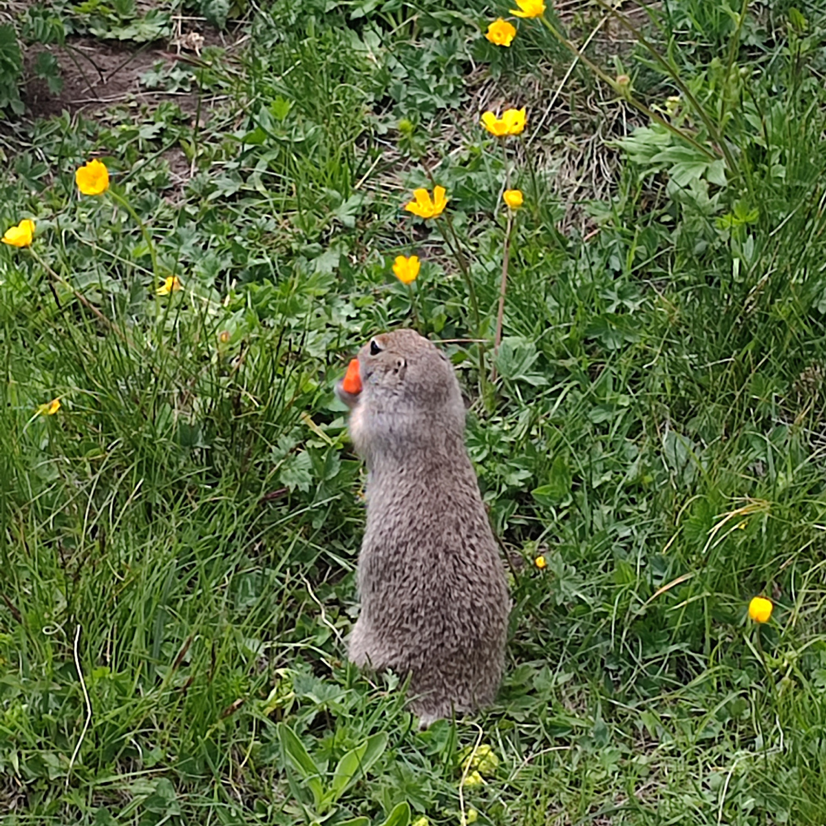 Очень шустрые. Никак не удавалось заснять их спереди. 