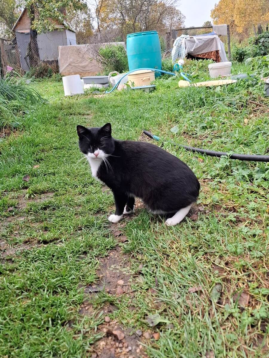 Вот так проживал Сэм в деревне, милый, славный и ласковый слепой котик