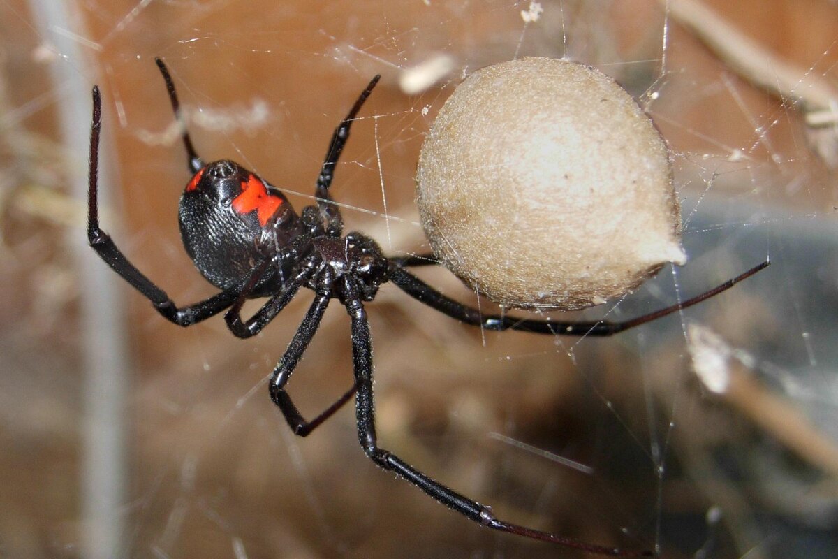 Chuck Evans / Wikipedia📷Важно обращать внимание на наличие красных пятен на брюшке и общую форму тела