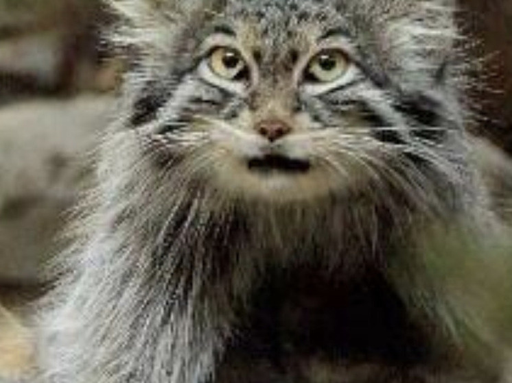     Фото: Манулизация