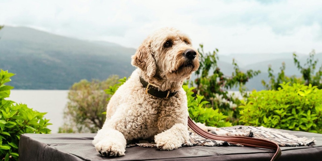 7 вещей, которые пожилая собака хотела бы сказать хозяину