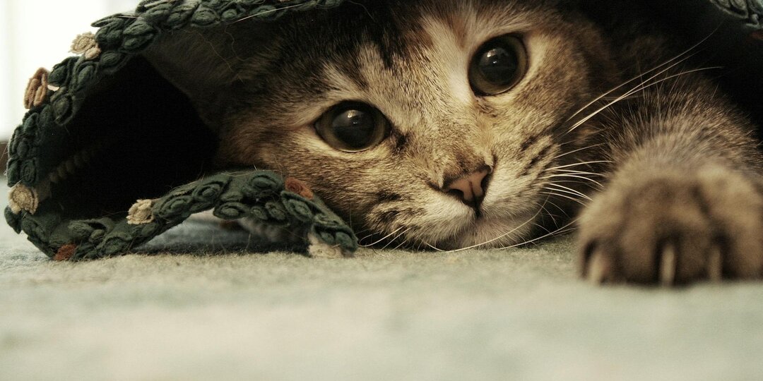 Забытое наследство