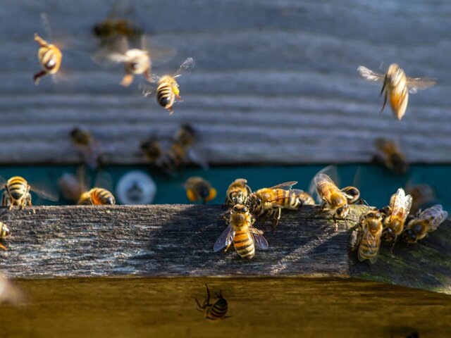    Фото: 123RF/olko1975