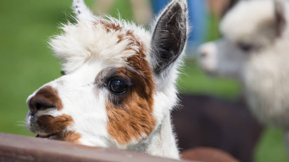 Альпака в одном из парков, созданных при участии Сергея Слабунова.📷Фото: Мария Старикова / Коммерсантъ