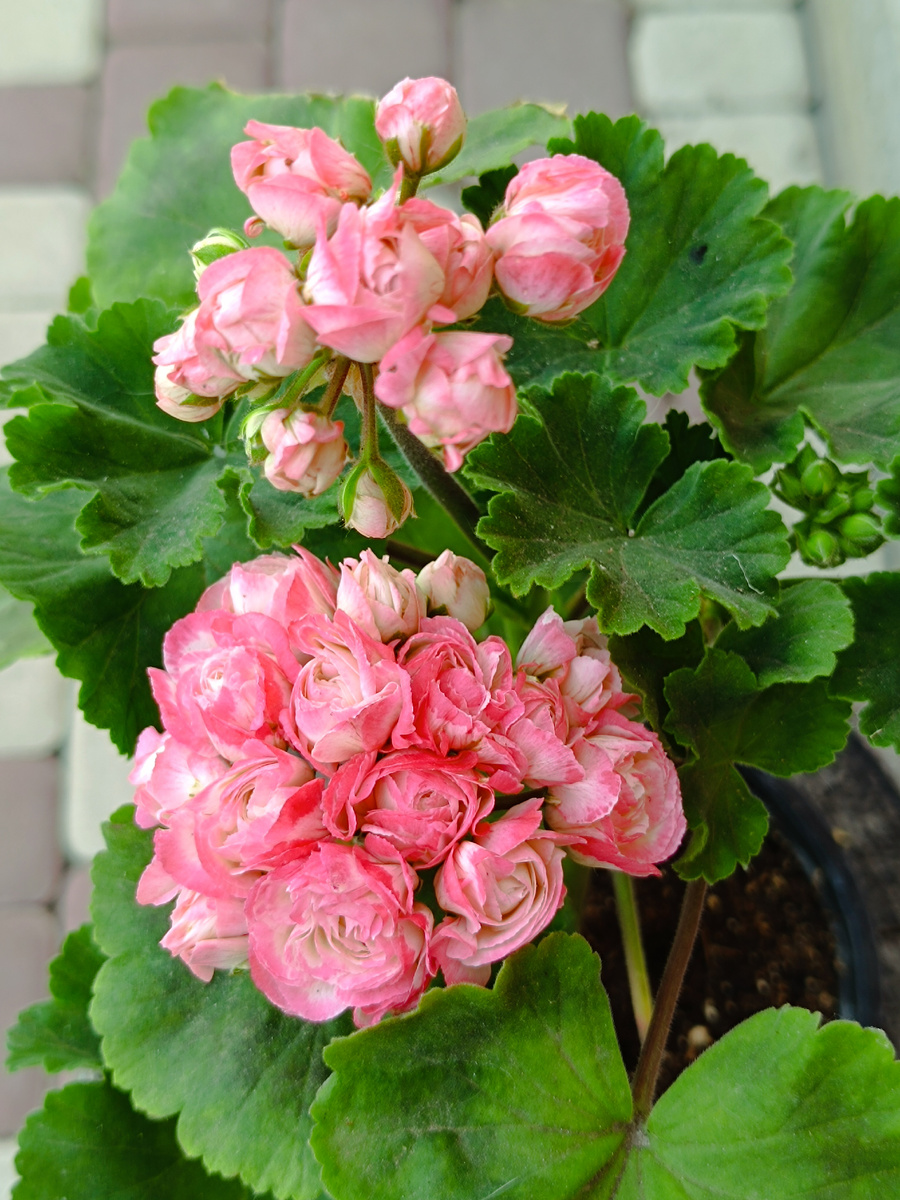 Пеларгония Fisher's Appleblossom 