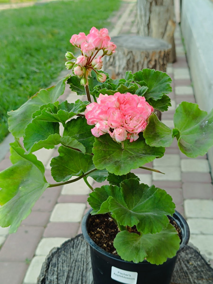 Fisher's Appleblossom весь куст целиком. Горшок 1 литр. 