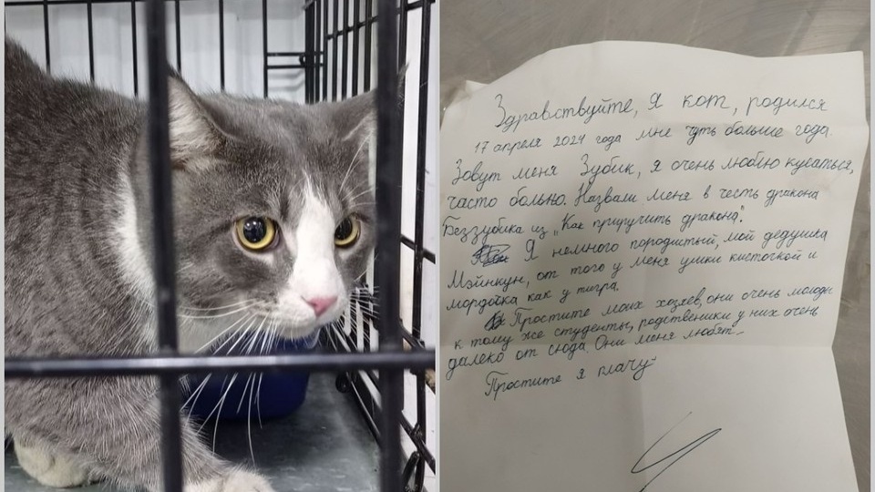 «Простите, я плачу»: кота выбросили из дома с жалостной запиской, написанной детской рукой