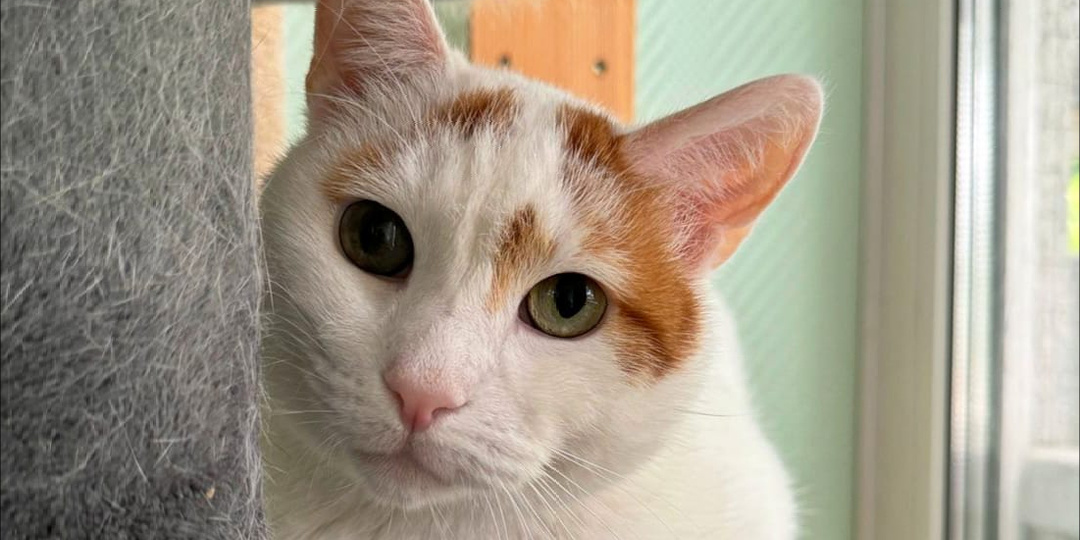 Гоша едва не погиб из-за загноившихся зубов