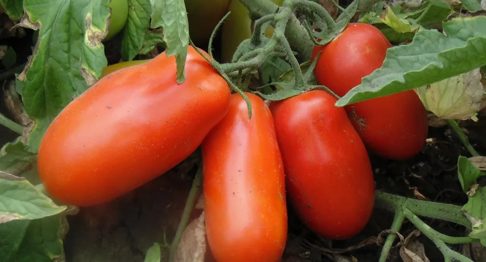 🍅 Тещина Обработка ТОМАТОВ для ОТЛИЧНОГО урожая: полное руководство