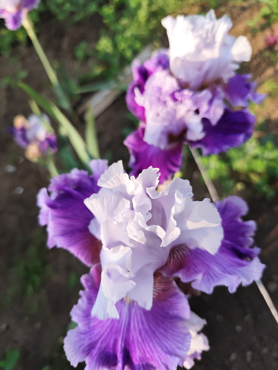 Этот сорт ириса пересадила в прошлом году, поэтому он пока одинок, но все же цвел. Фото автора