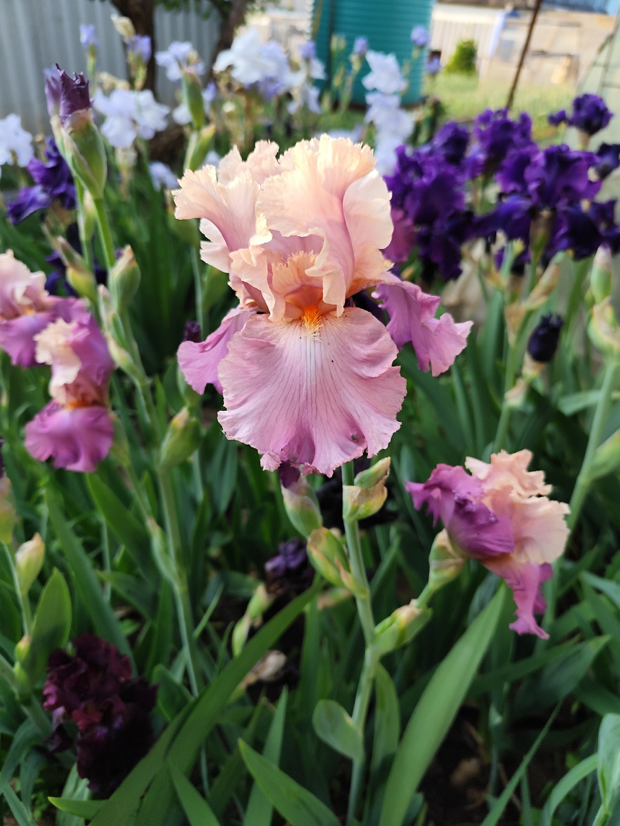 Единственный ирис розового оттенка и все же приятный. Фото автора