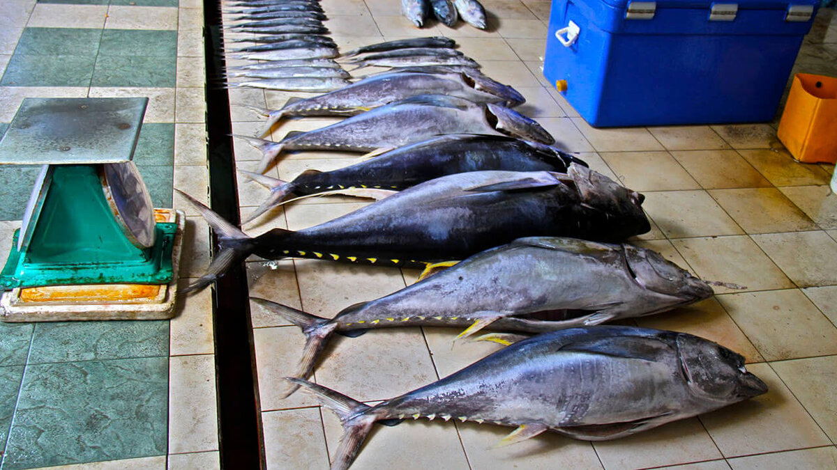 Тунца на Мальдивах добывают в огромных количествах и по сей день