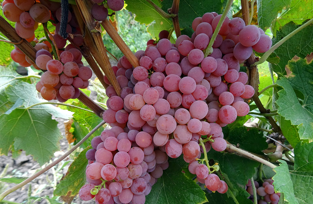 фото Красохиной С.И.