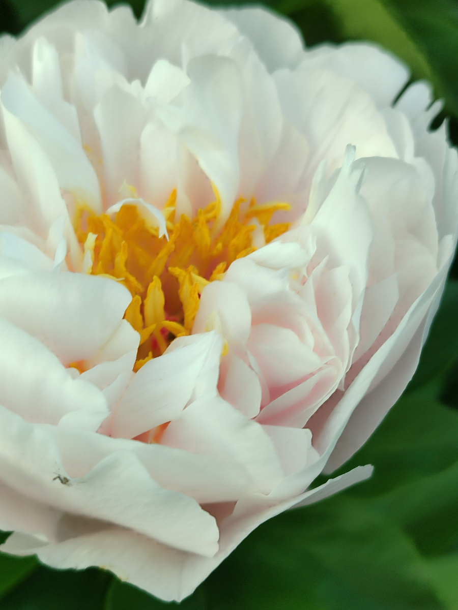 Блашинг Принцесс