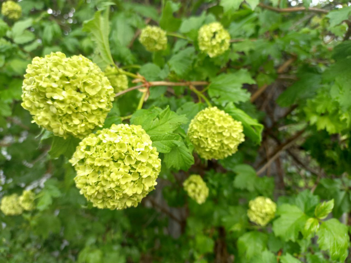 Фото автора.