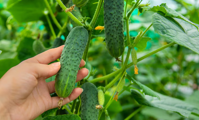 Топ июньских подкормок для огурцов. Пользуюсь ими еще с Советских времен.